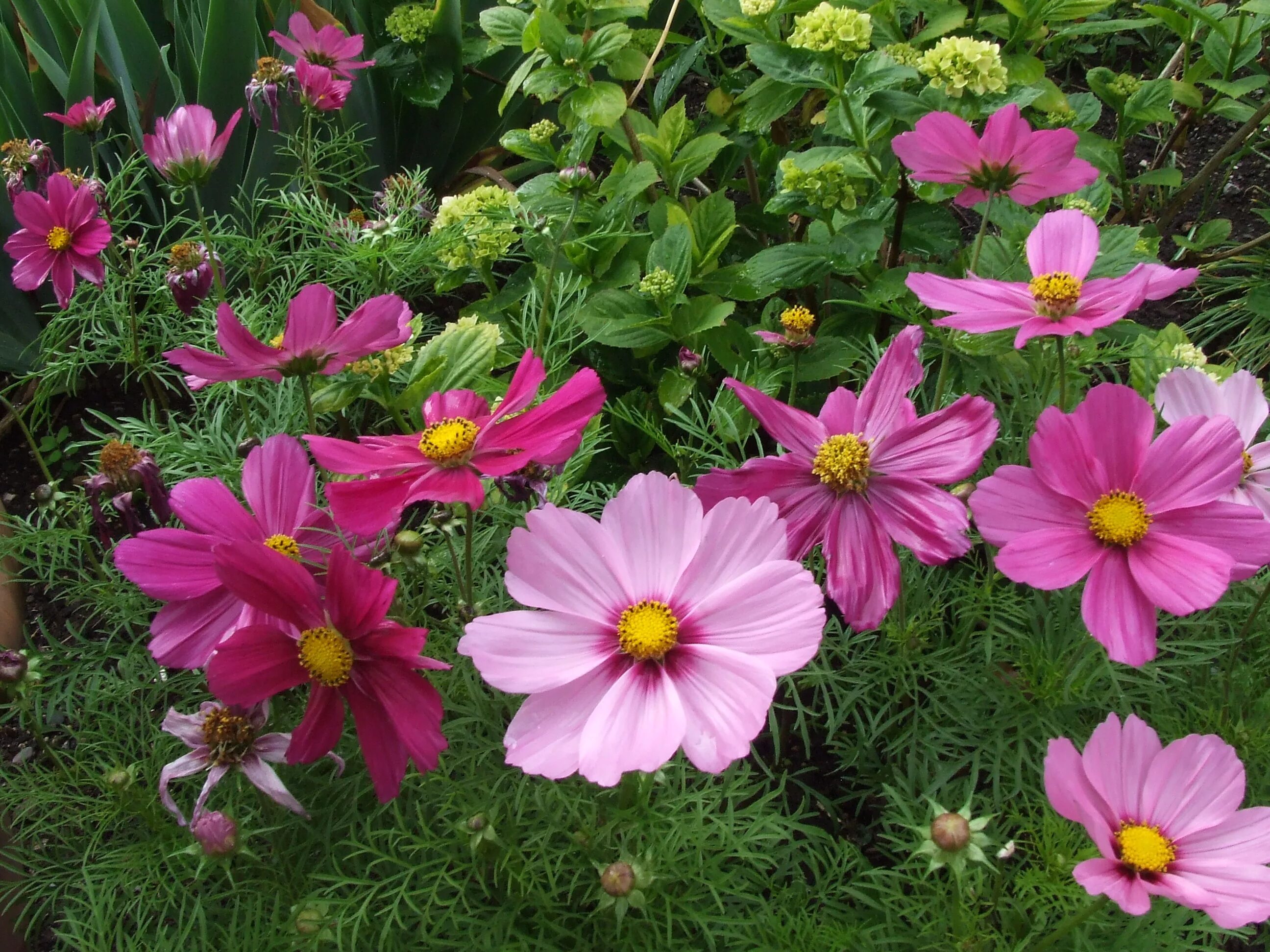 Летние садовые цветы фото и названия Free Images : flower, petal, flora, flowers, flowering plant, daisy family, anem