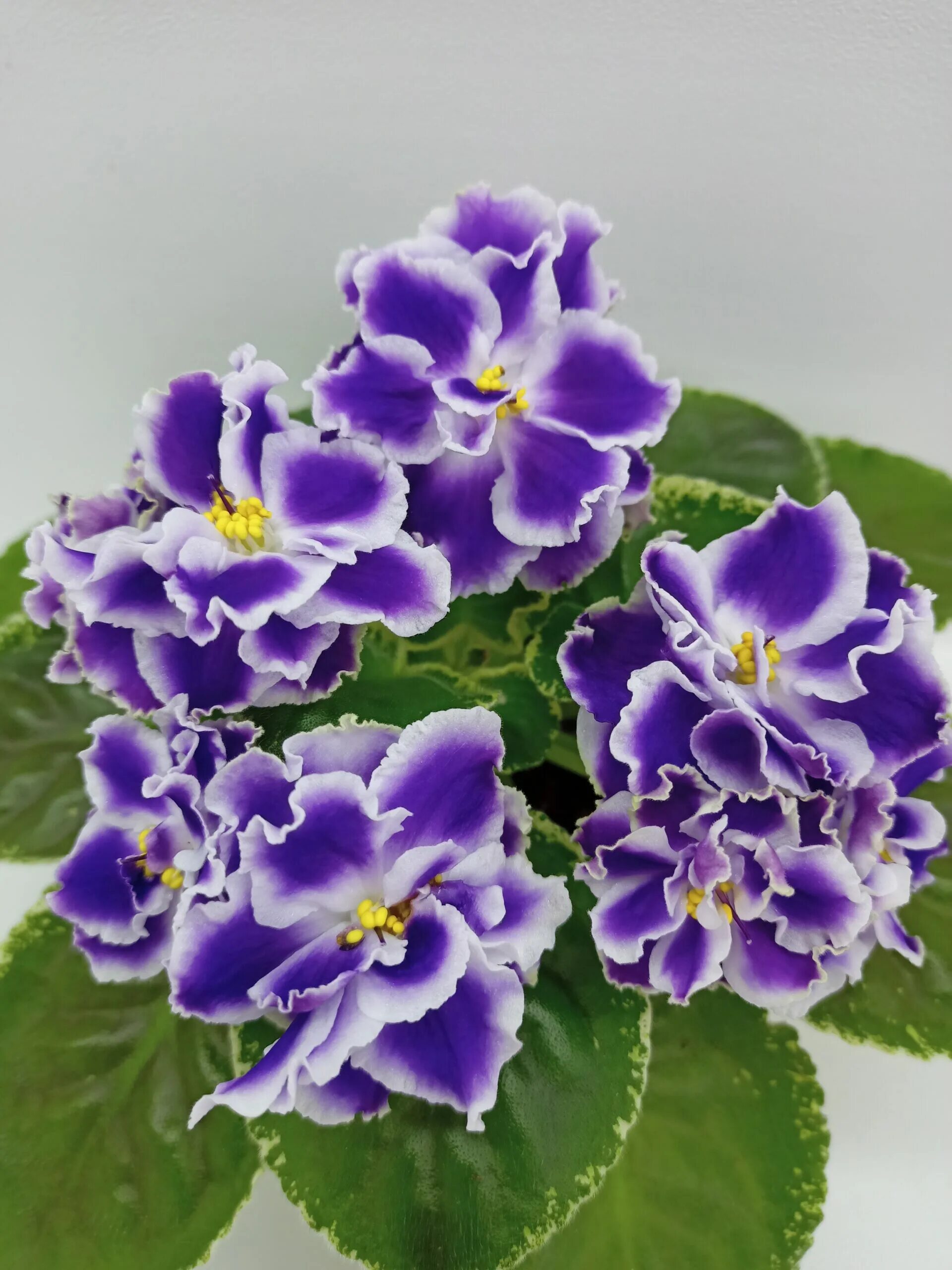 Летние сумерки фото Сорта и сеянцы морева фото