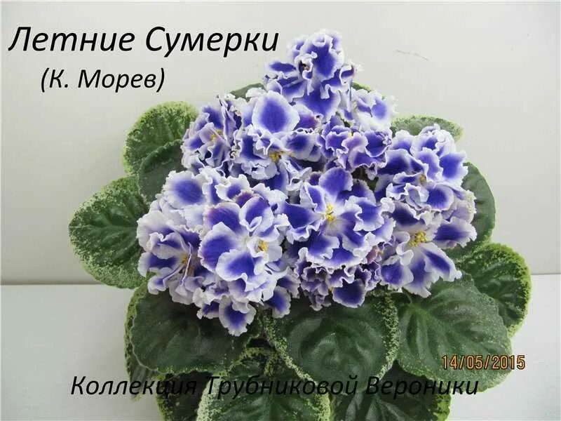 Летние сумерки фото Фиалка "летние сумерки": описание сорта морева с фото, выращивание и уход