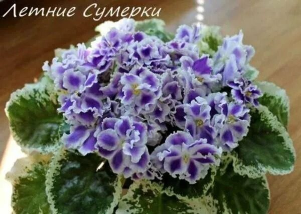 Летние сумерки фото Фиалка сортовая (Летние Сумерки) - купить в Электростали, цена 150 руб., продано
