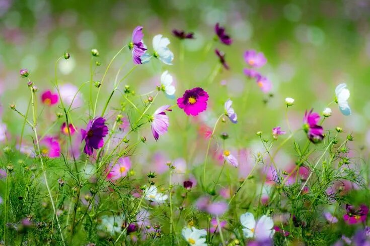 Летние травы фото Цветы Луга (61 фото) Spring flowers, Spring flowers wallpaper, Flowers
