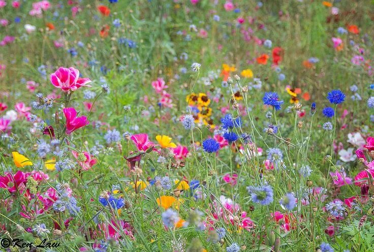 Летние травы фото Colorful Wildflowers in a Summer Meadow