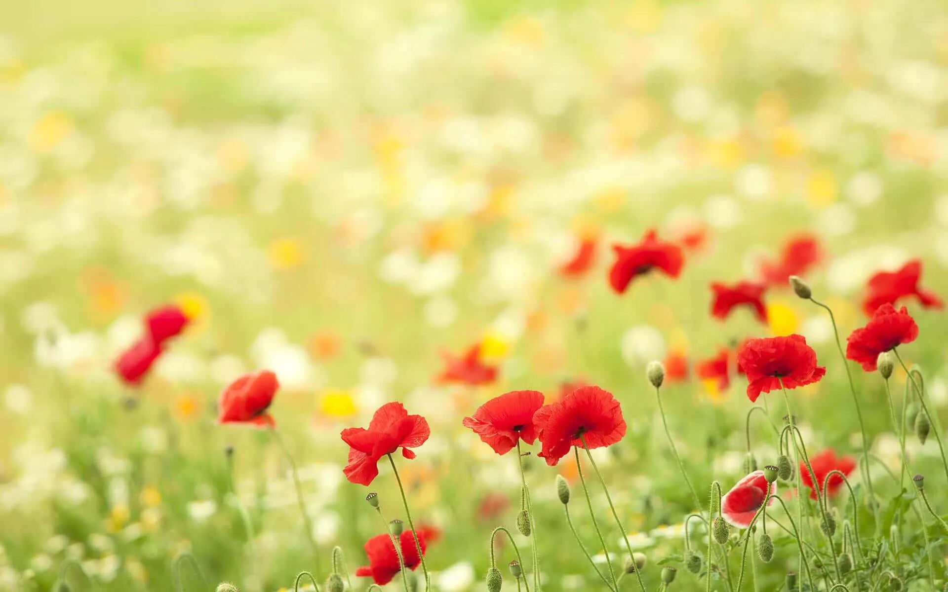 Летний фон фото Download Vibrant Poppy Flowers in Full Bloom Wallpapers.com