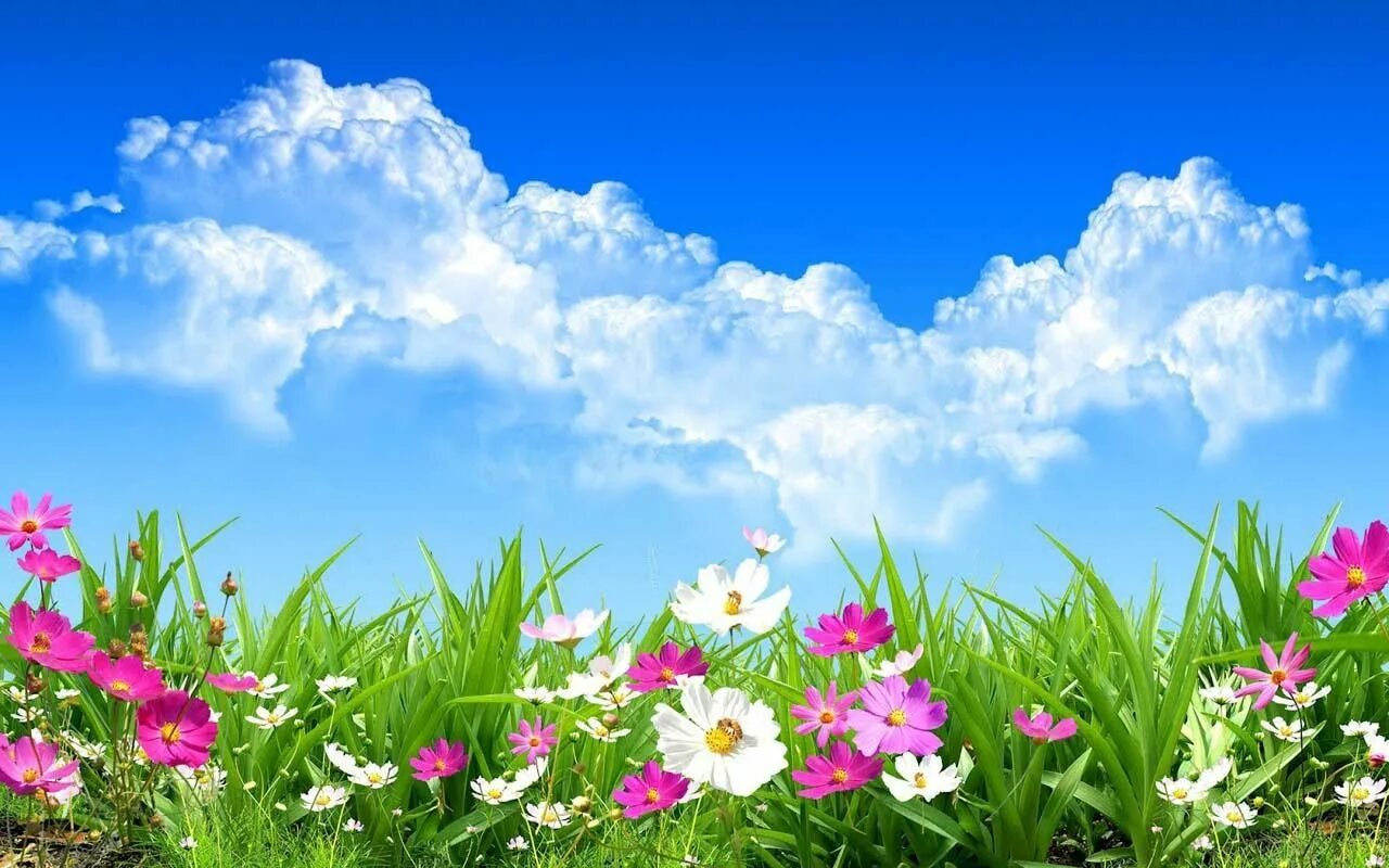 Летний фон фото Pin on ي6 Spring flowers wallpaper, Summer flowers to plant, Spring background