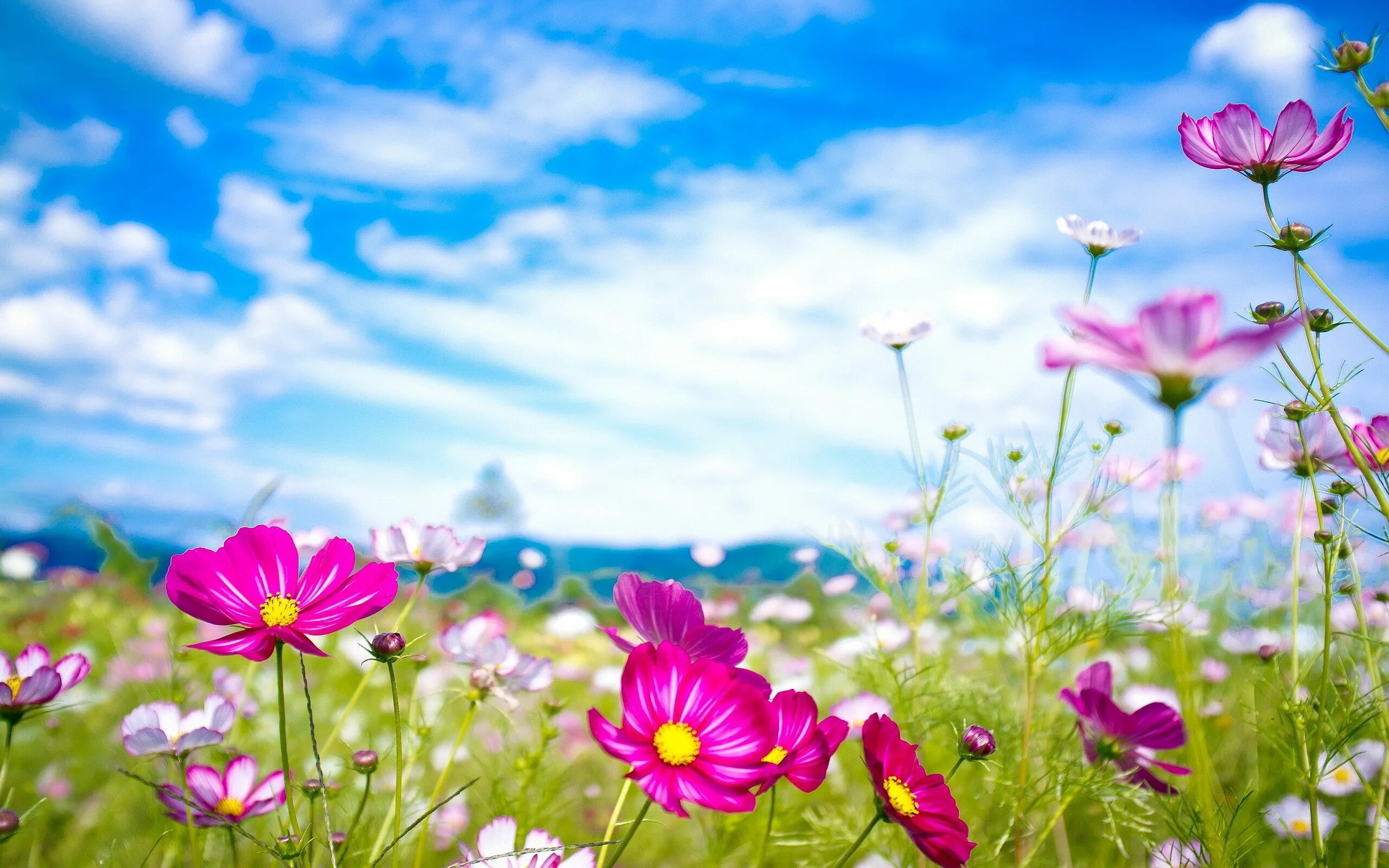 Летний фон фото Summer Flowers. Desktop wallpaper 2560x1600 Spring flowers background, Cosmos fl