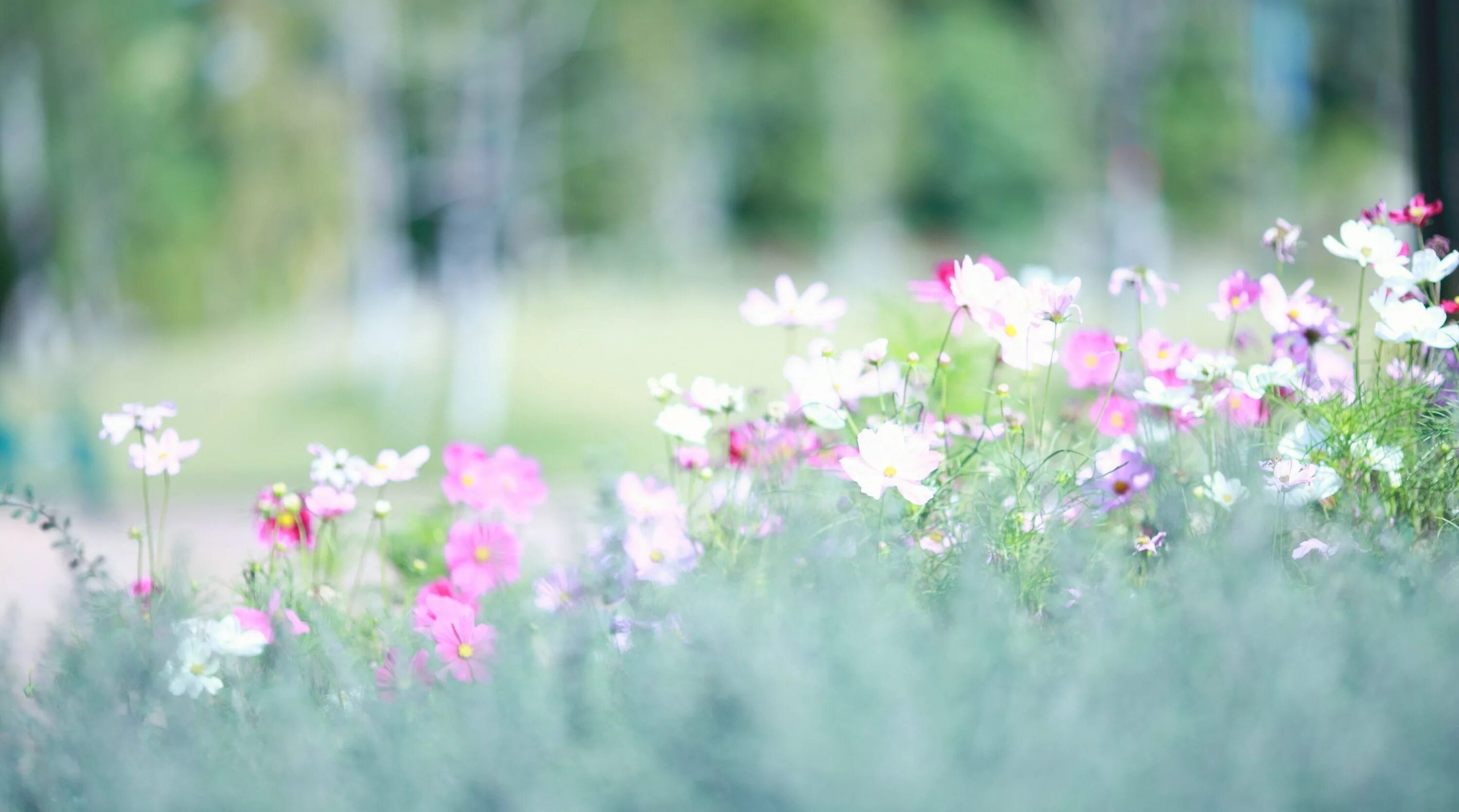 Летний фон фото 3840x2138 meadows 4k pc hd wallpaper download Macbook wallpaper, Wallpaper, Cool