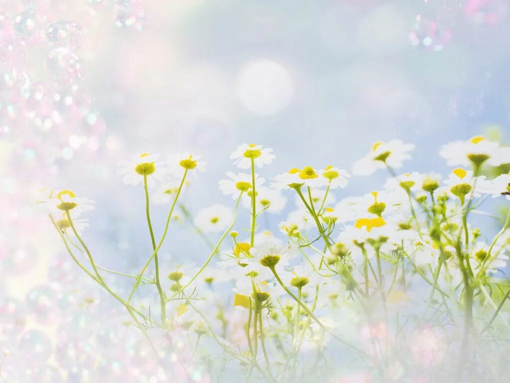 Летний фон фото Fantasy Flowers - Chamomile