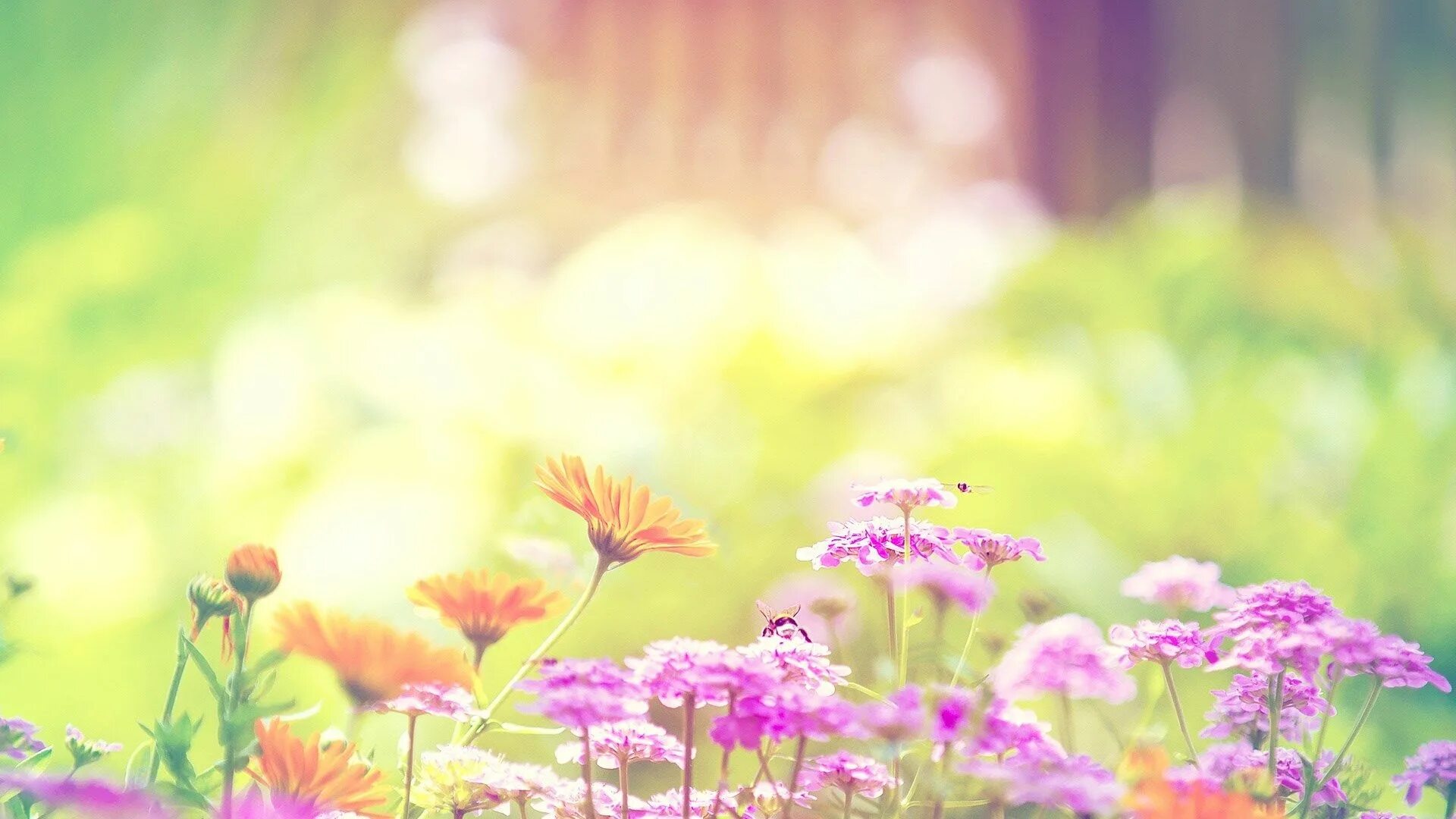 Летний фон фото hd flower wallpaper tumblr desktop Spring flowers wallpaper, Purple flowers wall