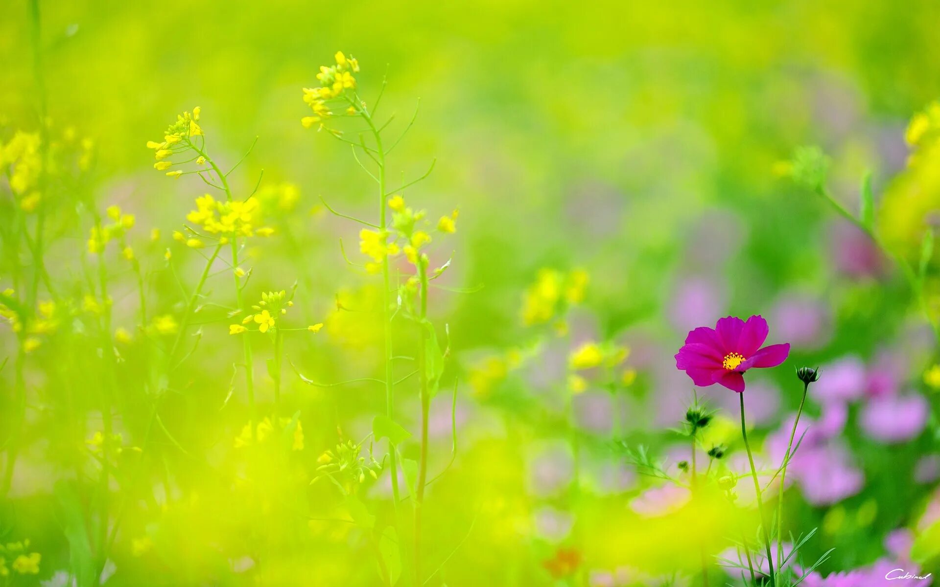 Летний фон фото Wallpaper : sunlight, flowers, nature, plants, field, green, yellow, blossom, Co