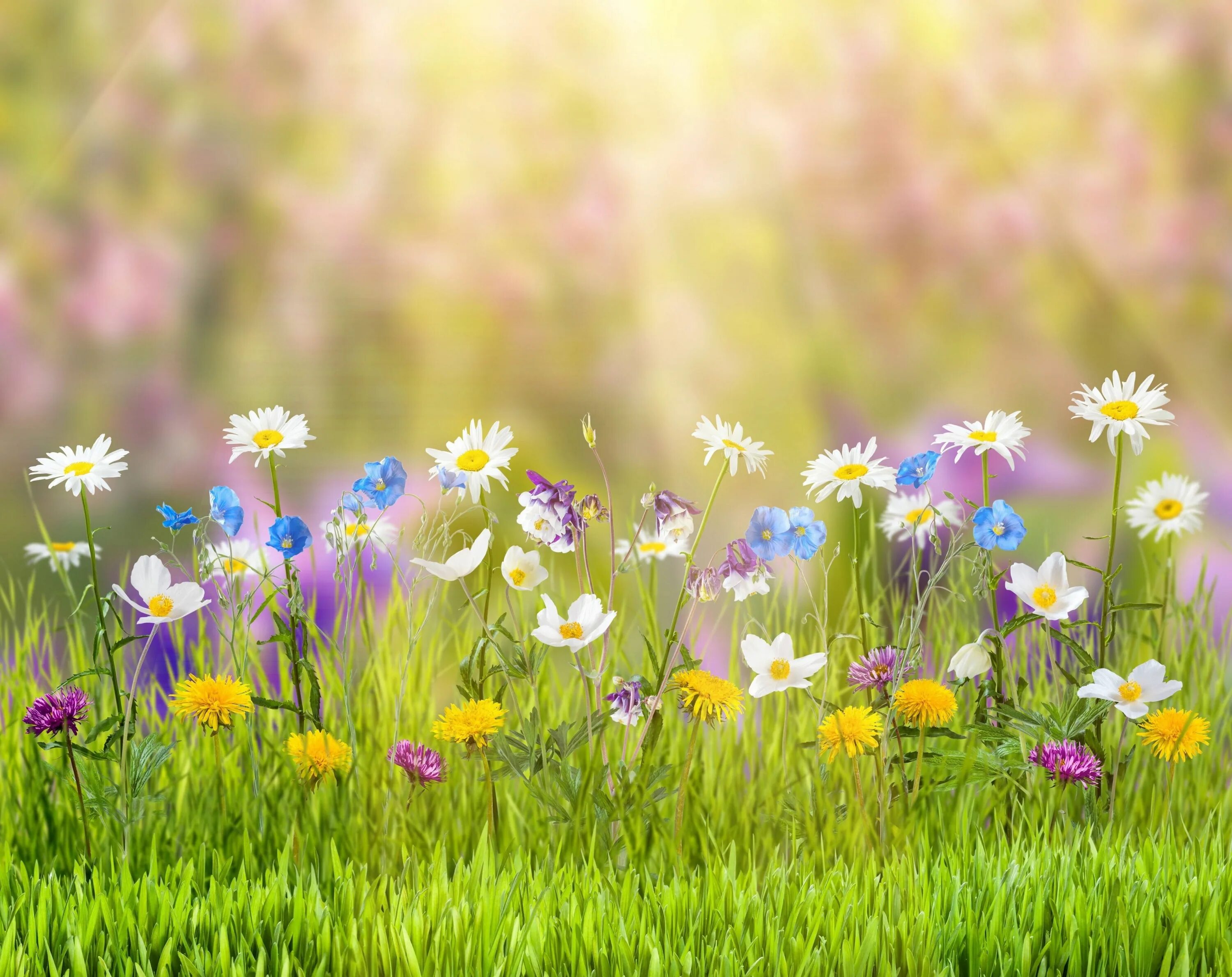 Летний фон фото 3840x3046 flower 4k free full hd wallpaper Декорации, Цветы, Природа