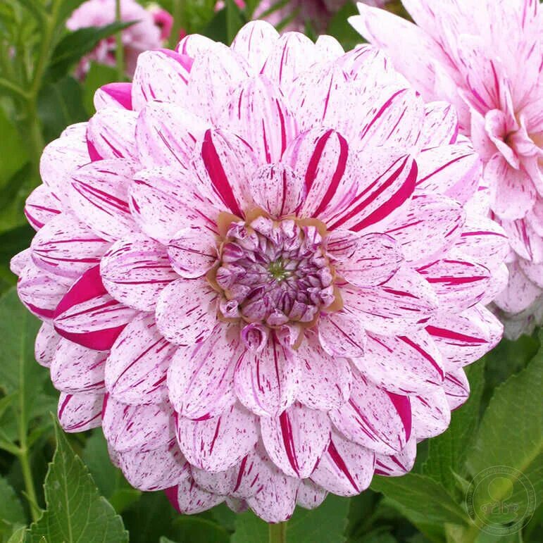 Летний георгин фото Георгина Смоки (Dahlia Smokey) купить луковицы в Москве по низкой цене, доставка