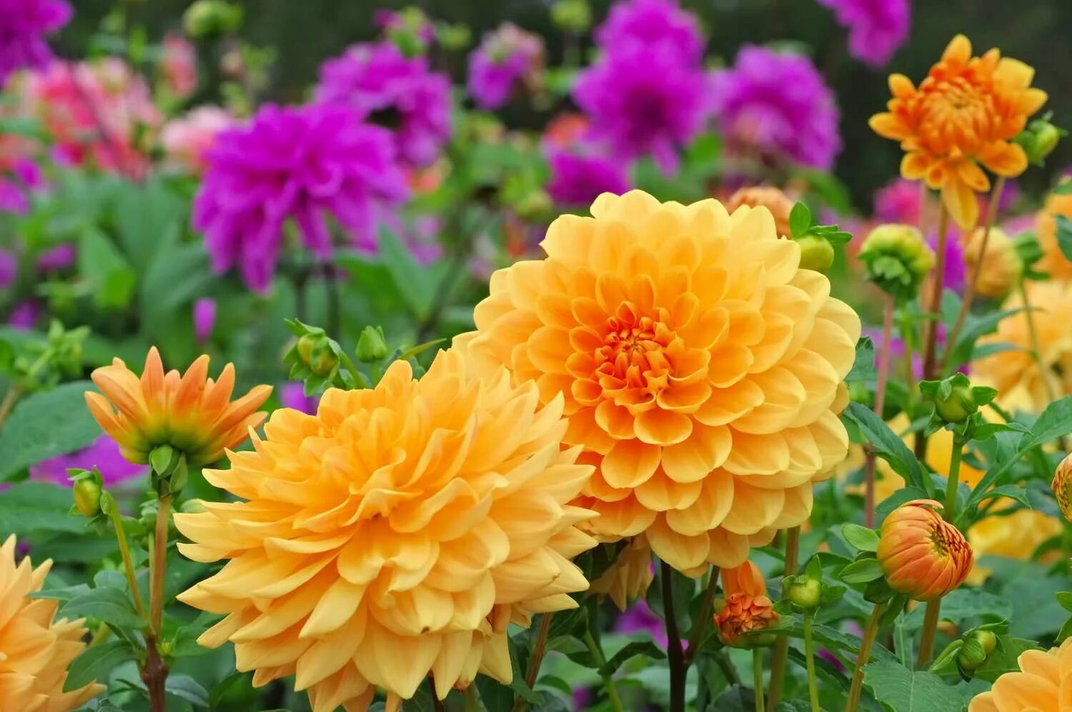 Летний георгин фото 15 Best Flowers to Plant in Spring