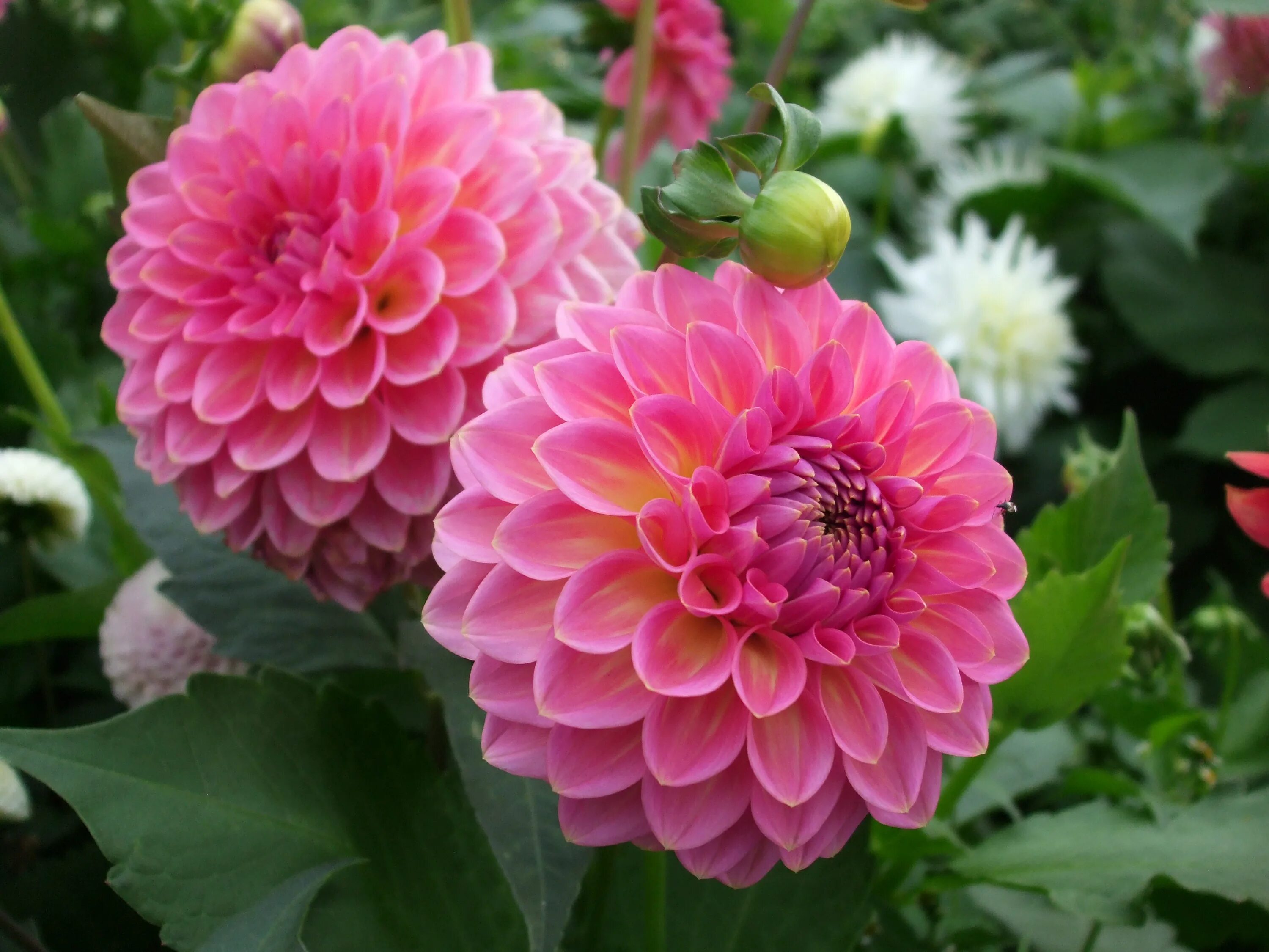 Летний георгин фото Free photo: Pink dahlia - Beautiful, Dahlia, Flower - Free Download - Jooinn
