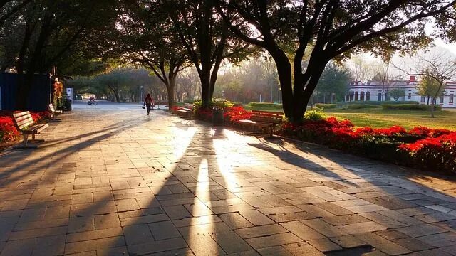 Летний город фото Park Shades Tree Fundidora - Free photo on Pixabay Tree