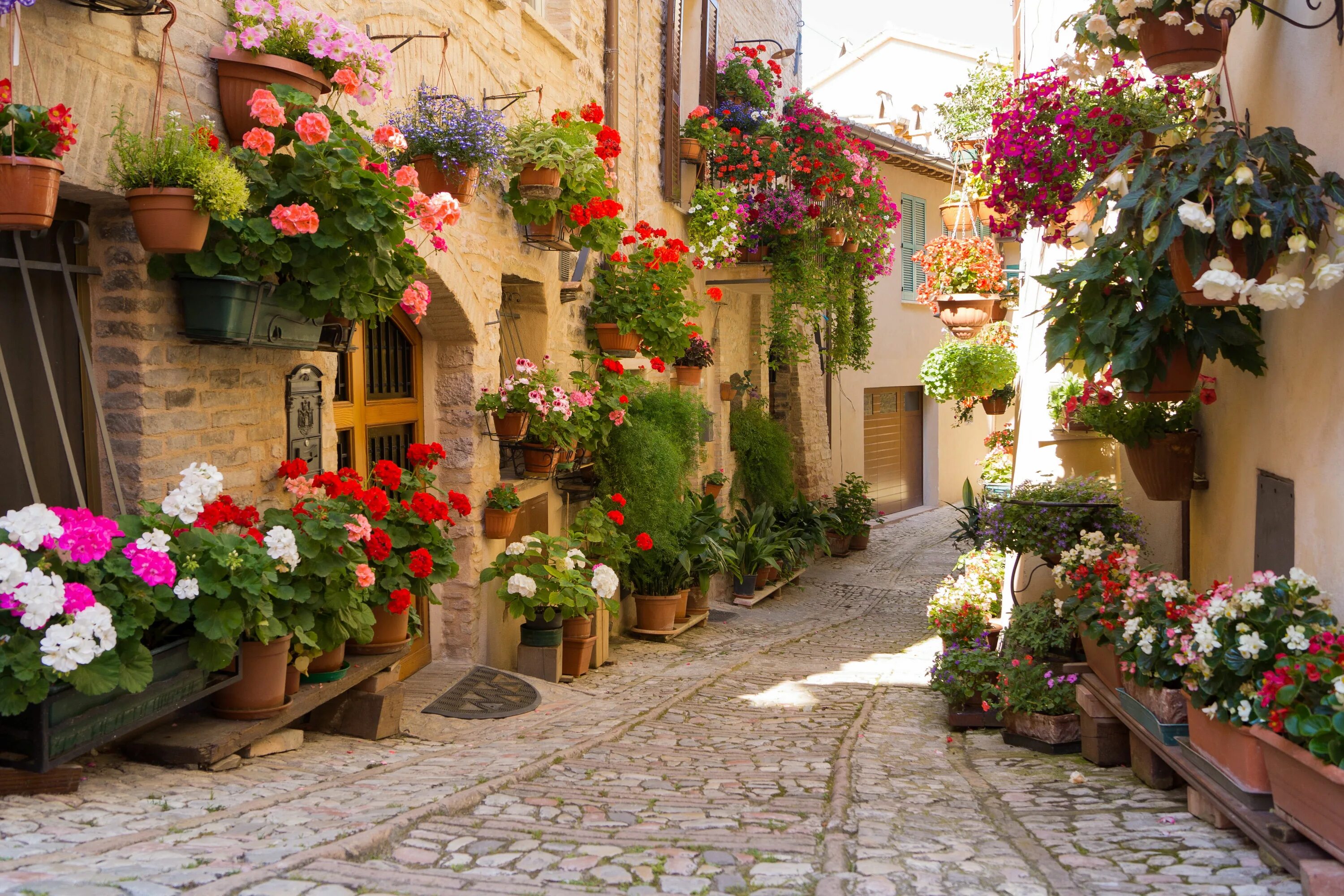 Летний город фото assorted-color flower lot #flowers the city #Greece #5K #wallpaper #hdwallpaper 