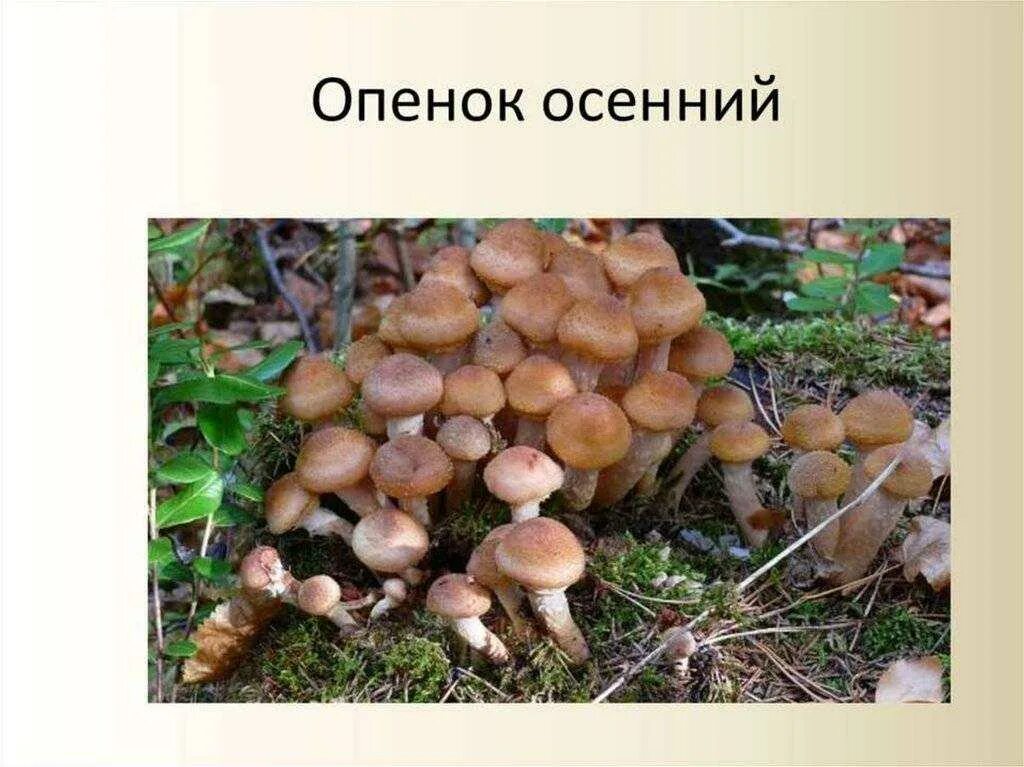 Летний и осенний опенок отличия фото Чем отличаются ложные опята от съедобных В чем разница