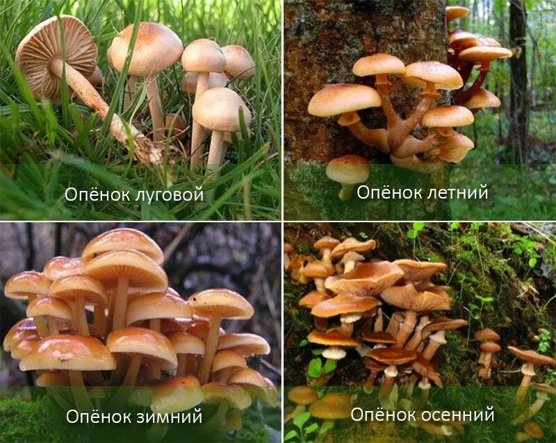 Летний и осенний опенок отличия фото Опята - таблица с описанием, фото, когда собирать и где растут?