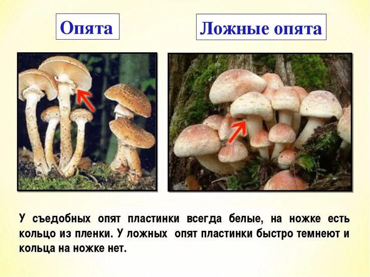 Летний и осенний опенок отличия фото Полный Съедобные и несъедобные грибы, грибы-двойники. Самые распространенные 16 