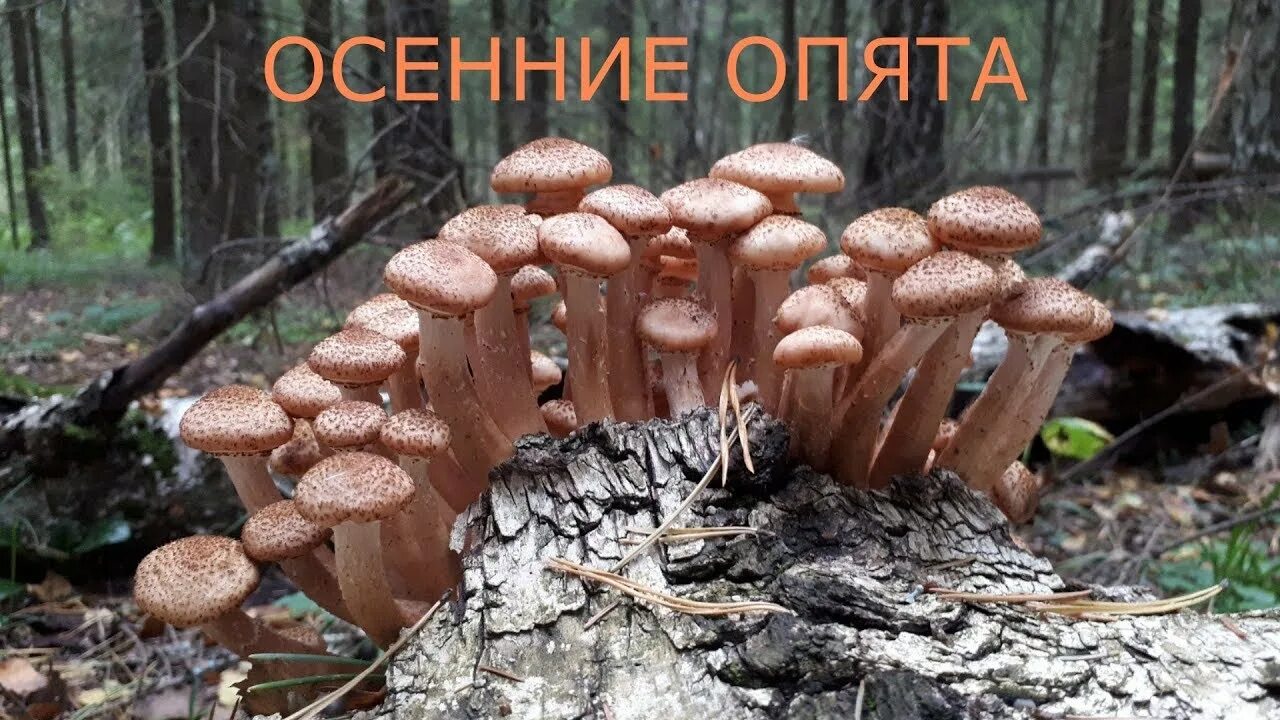 Летний и осенний опенок отличия фото Осенние опята - YouTube