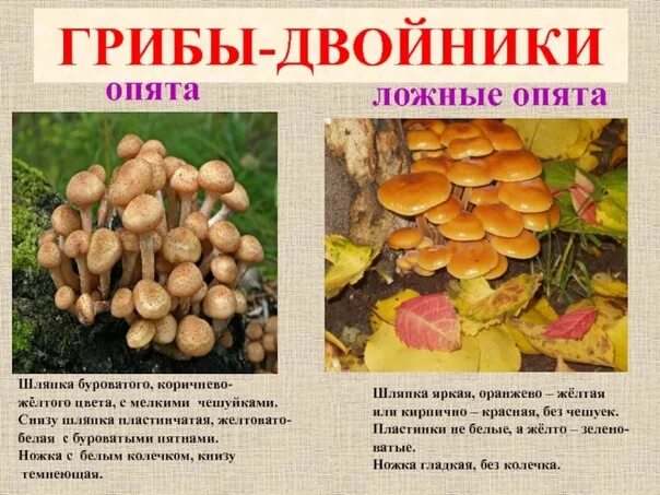 Летний и осенний опенок отличия фото The most recent ones. 2022 Бернгардовка Всеволожск VK