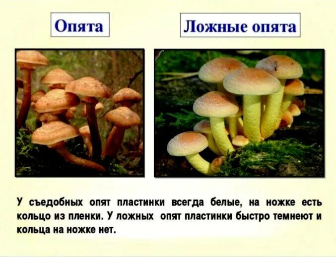 Летний и осенний опенок отличия фото Безопасные опасные грибы Внимание грибникам Опята летние не собирать ядовито оче