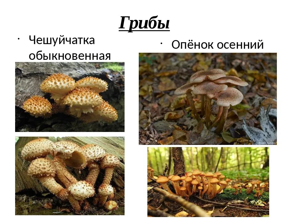 Летний и осенний опенок отличия фото Как отличить съедобных опят: найдено 85 картинок