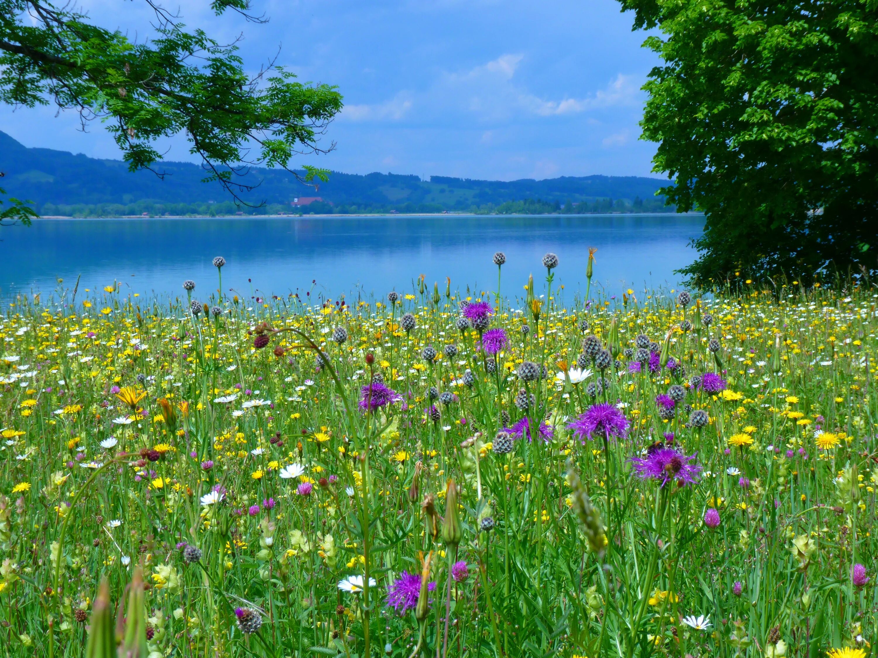 Летний картинки фото Free Images : landscape, water, nature, plant, field, lawn, meadow, prairie, flo