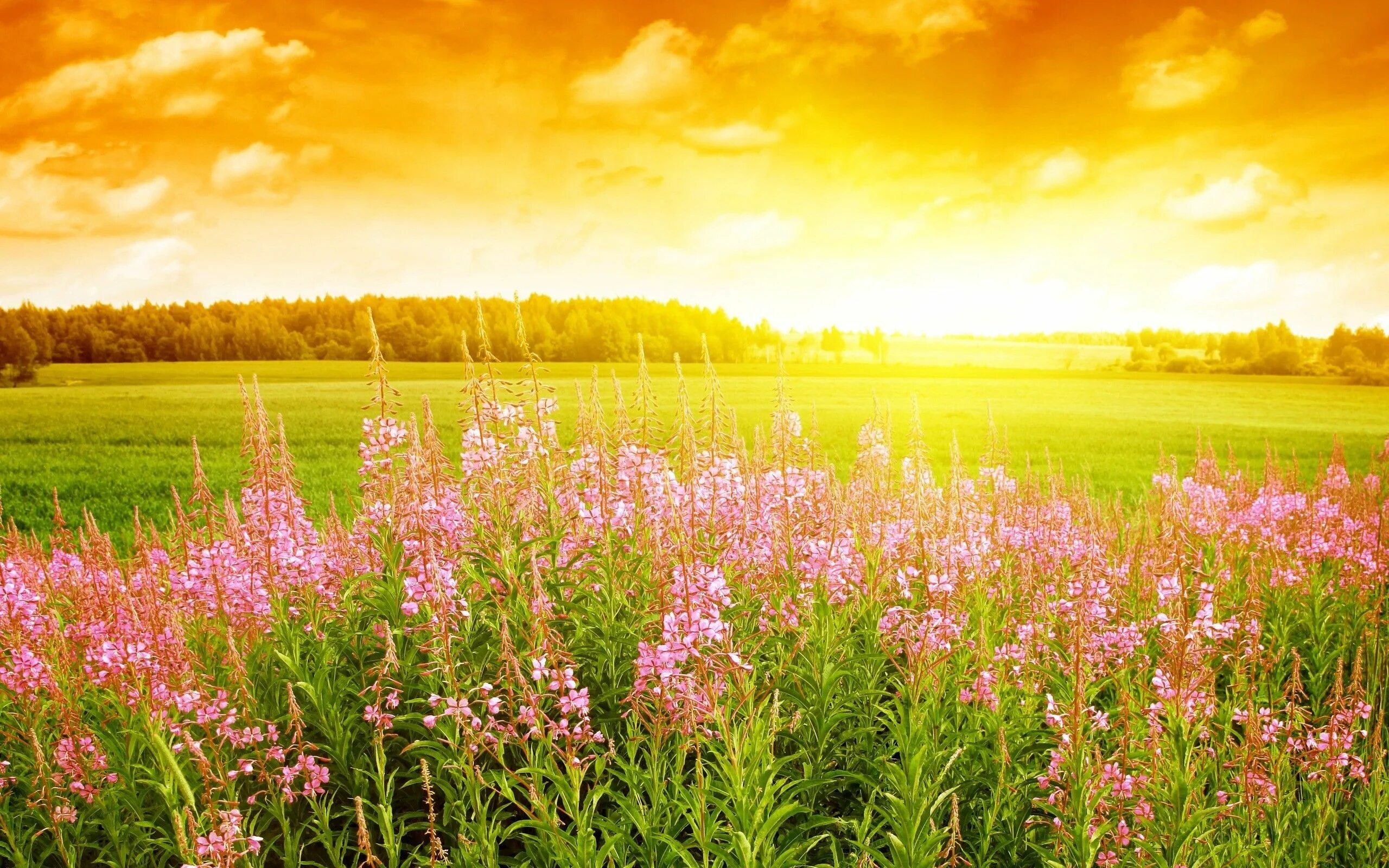 Летний картинки фото Free Calm Water wallpaper 1920x1200 #27082 Field wallpaper, Summer wallpaper, Su