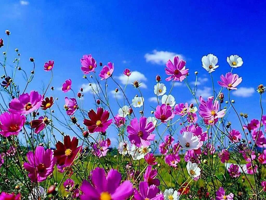 Летний картинки фото 350 COSMOS SENSATION MIX Mixed Colors Cosmos Bipinnatus Flower Seeds - Etsy Spri
