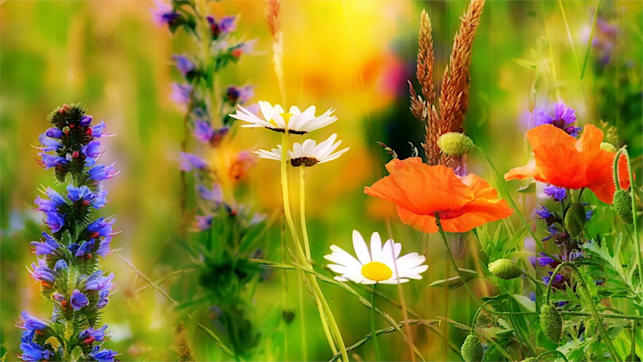 Летний картинки фото 1 000+ Полевые картинки photo - Download free images flower, plant & violet