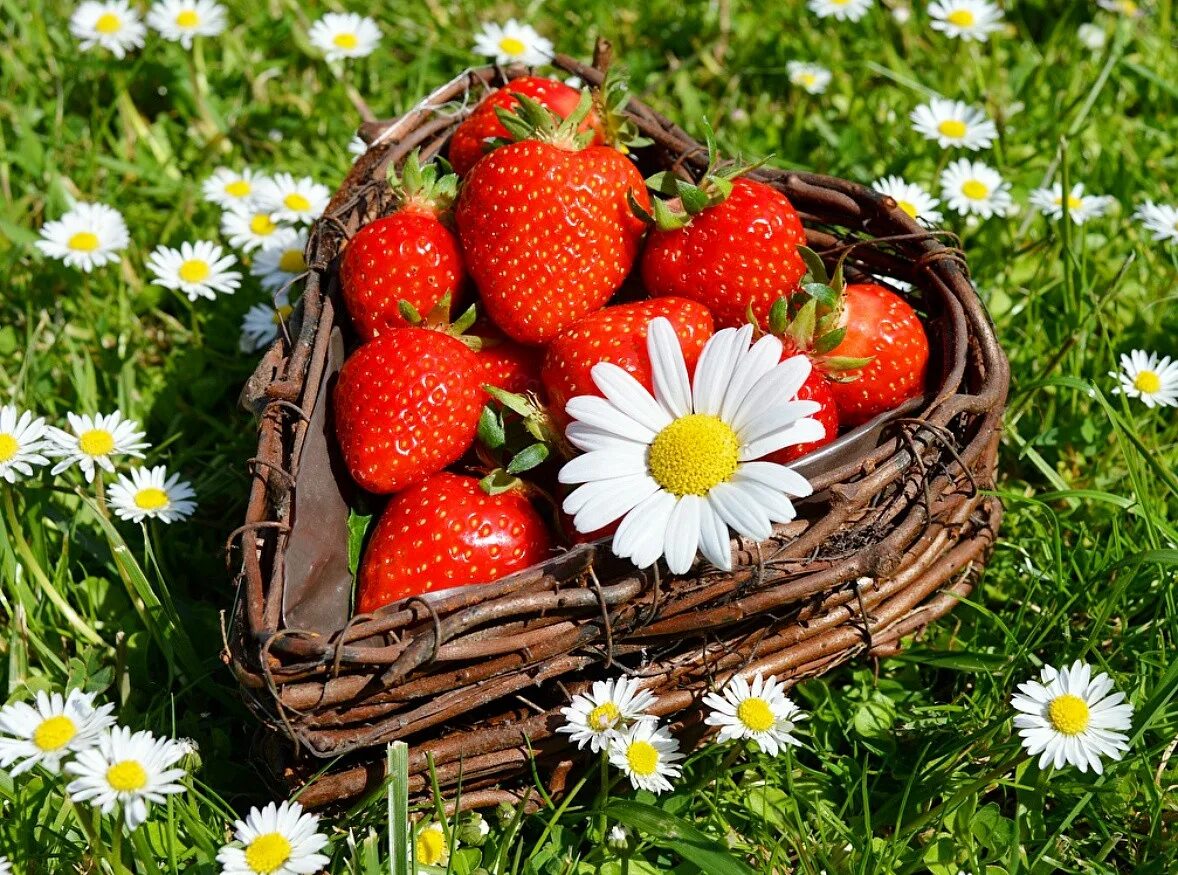Летний картинки фото Online Jigsaw Puzzle "Strawberries and chamomile"