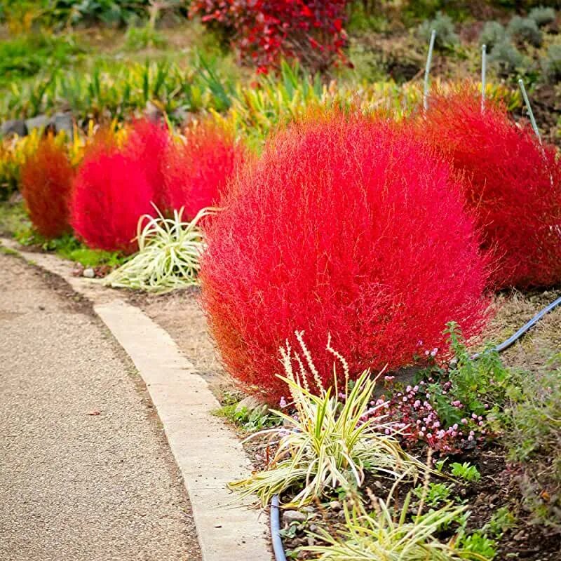 Летний кипарис кохия фото на клумбе Amazon.com: Kochia Scoparia Seeds