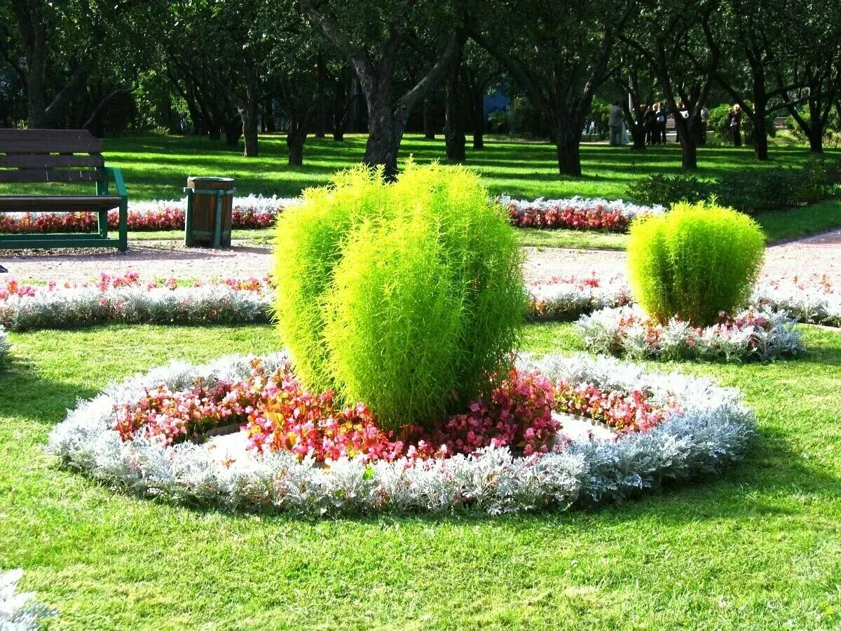 Летний кипарис кохия фото на клумбе Берёза Платан Кохия+ подарок - купить в интернет-магазине по низкой цене на Янде