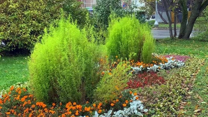 Летний кипарис кохия фото на клумбе 5 необычных деревьев и кустарников для ленивого сада читай на Всё Своё