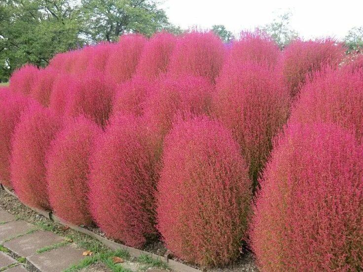 Летний кипарис кохия фото на клумбе KOCHIA SCOPARIA burning bush 250 seeds Exotic * Ornamental * easy grow * CombSH 