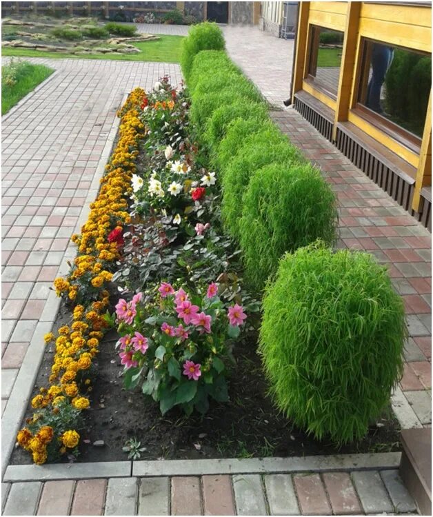 Летний кипарис кохия фото на клумбе Кохия Летний Кипарис Green Garden