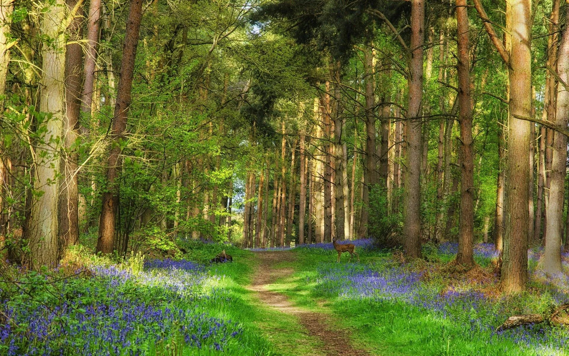 Летний лес фото hd desktop nature wallpaper (1920x1200)