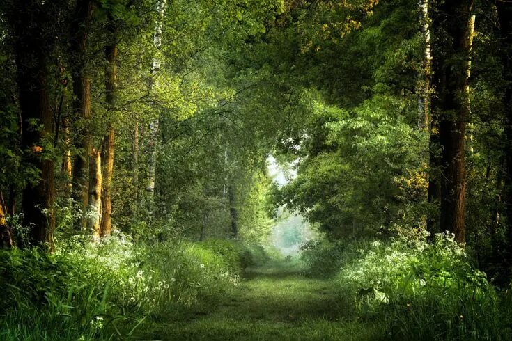 Летний лес фото Красивый фон лес: фоны для фотошопа - инстапик Landscape, Magical places, Landsc