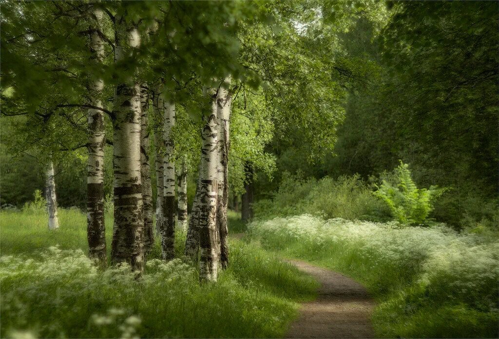Летний лес фото Лето... Аромат ярких полевых цветов (фото)