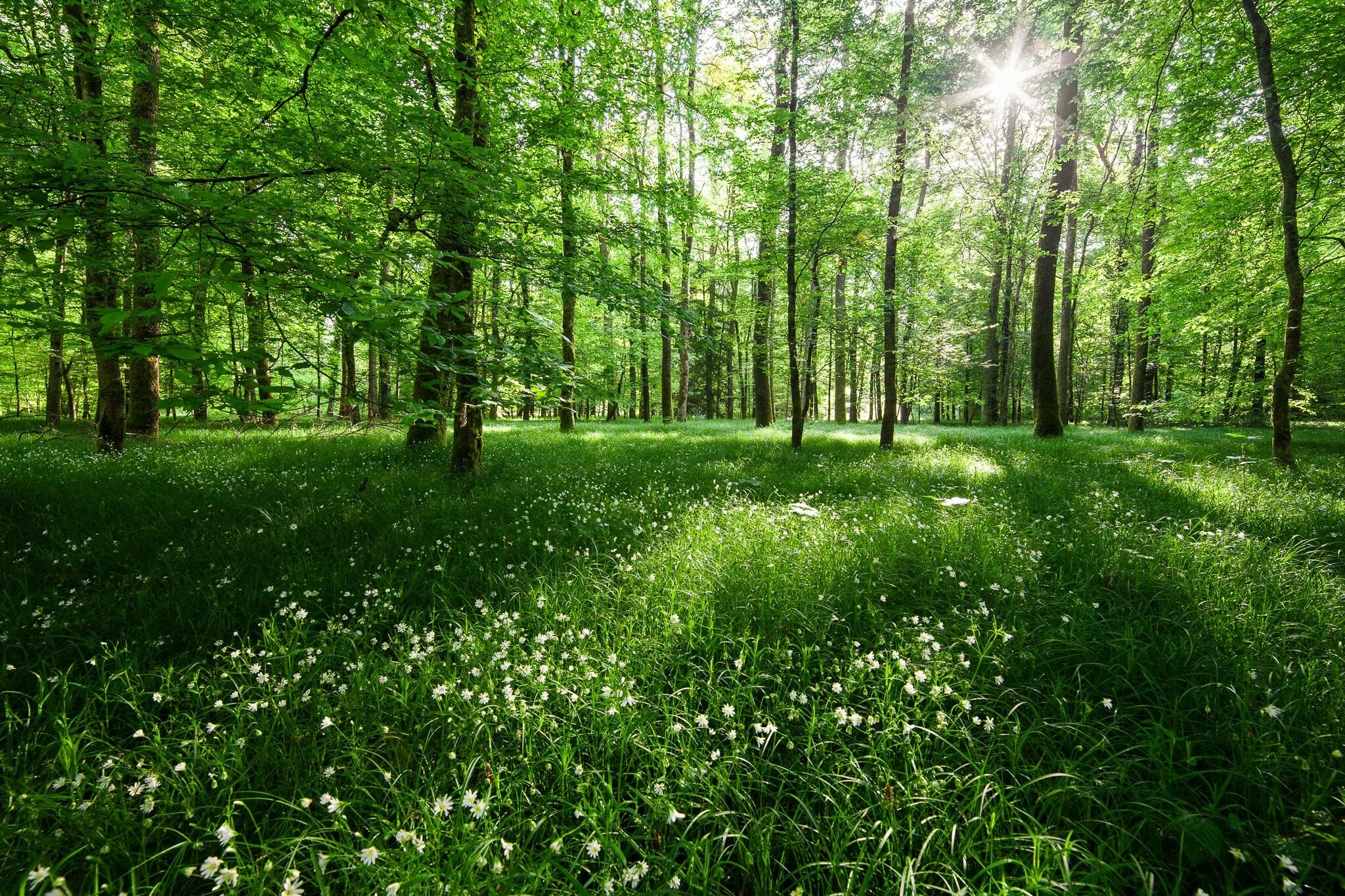 Летний лес фото Green, green, green Landscape, Spring forest, Forest flowers
