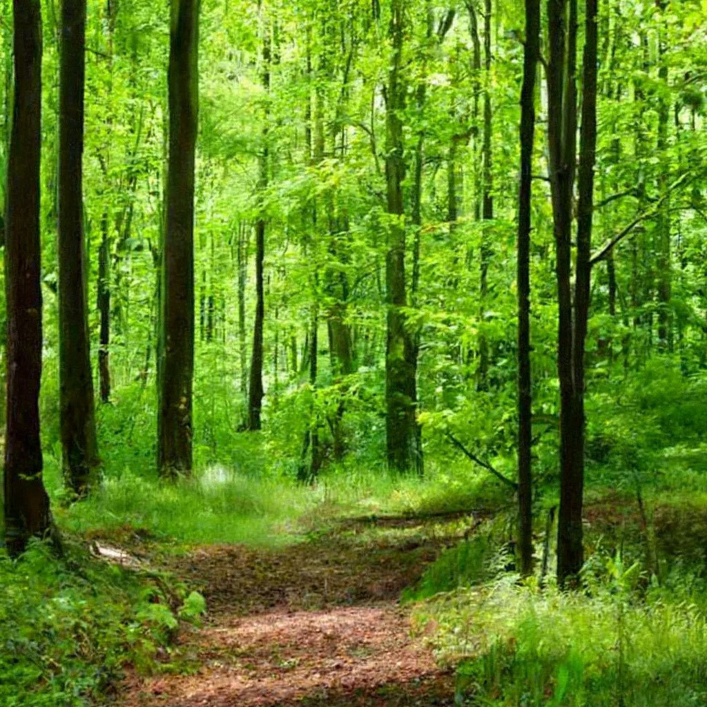 Летний лес фото "Forest in summer" - image created in Shedevrum