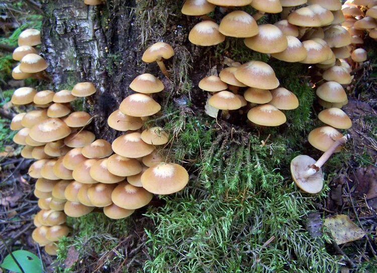 Летний опенок фото ложный Опёнок летний - Kuehneromyces mutabilis - Грибы Уломы Железной