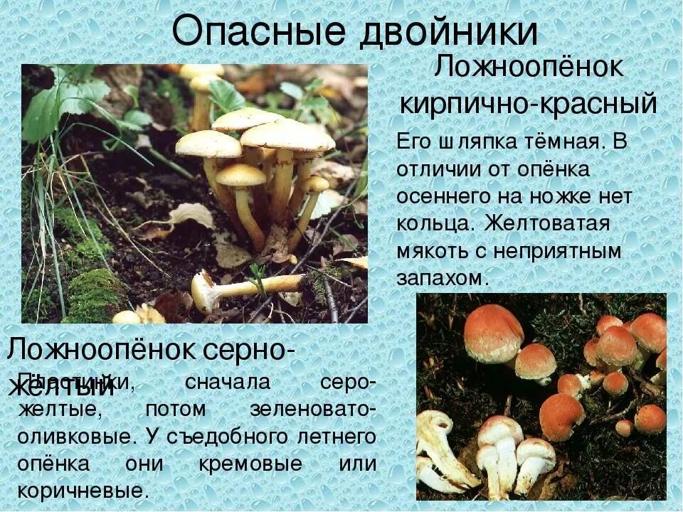 Летний опенок и его опасный двойник фото Как отличить зимние опята от ложных? Опасные двойники Фламмулины: фото и описани