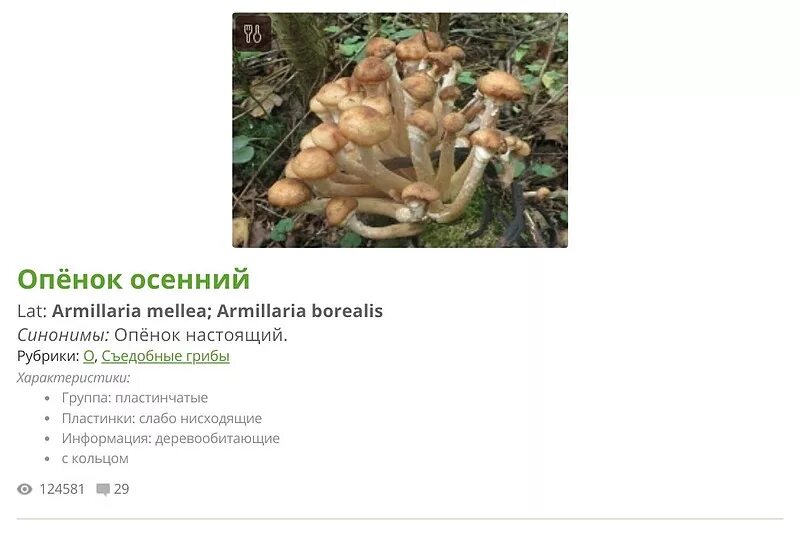 Летний опенок и его опасный двойник фото мужской разговор : картинки : Безопасные опасные грибы Внимание грибникам Опята 