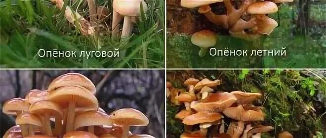Летний опенок и его опасный двойник фото Опенок Летний И Его Опасный Двойник Название Фото - Karevaphoto.ru