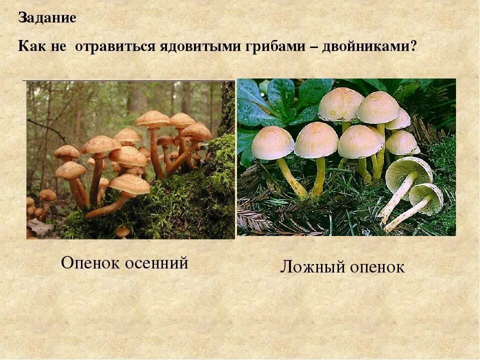 Летний опенок и его опасный двойник фото Как отличить зимние опята от ложных? Опасные двойники Фламмулины: фото и описани