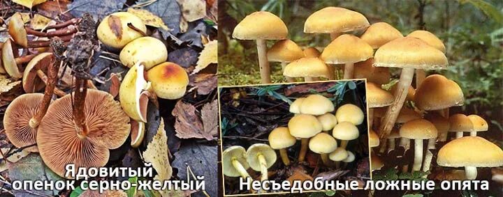 Летний опенок и его опасный двойник фото Летний опенок и его опасный двойник фото - ViktoriaFoto.ru