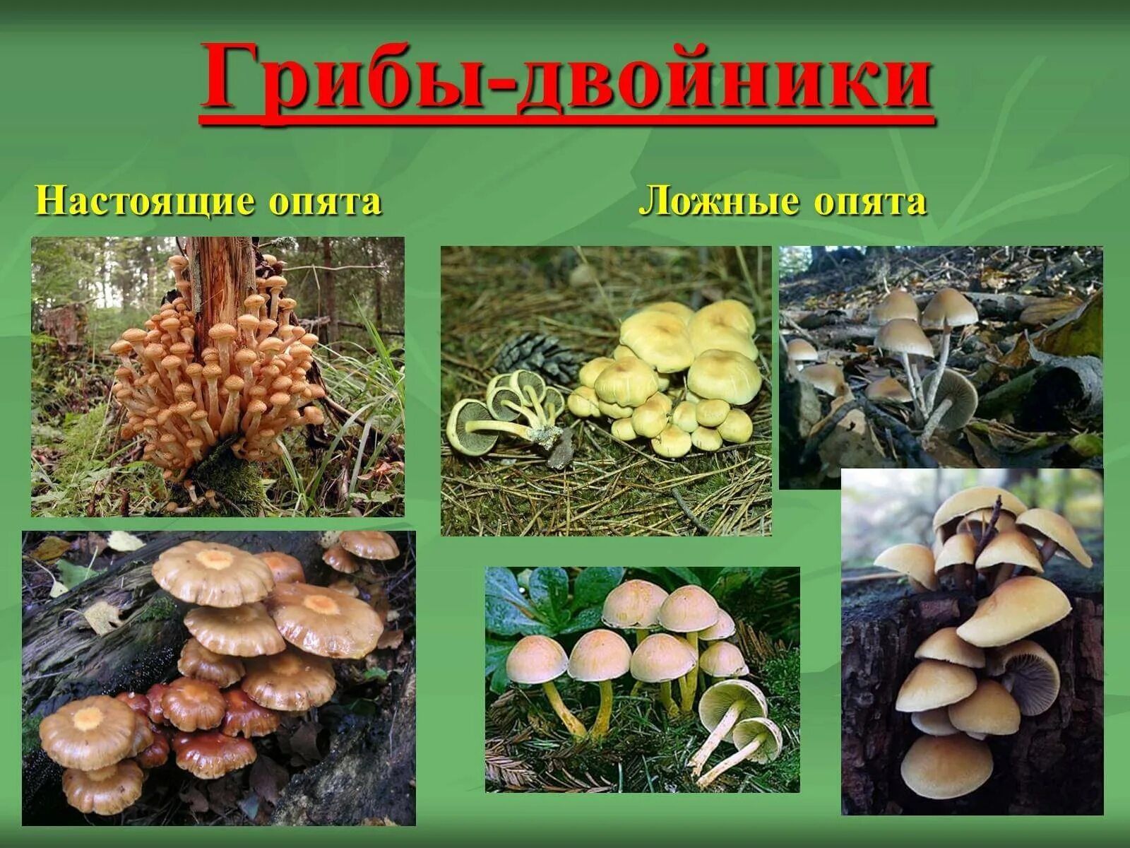 Летний опенок и его опасный двойник фото Опенок летний и его опасный двойник фото Fotopanoram.ru