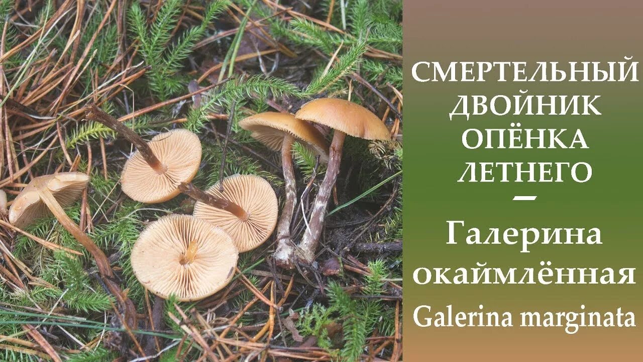 Летний опенок и его опасный двойник фото СМЕРТЕЛЬНЫЙ двойник Опёнка летнего - Галерина окаймлённая - Galerina marginata -