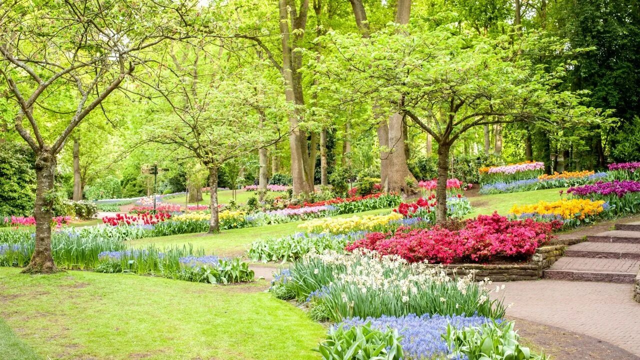 Летний парк фото Картинки голландия Keukenhof Весна Природа Парки Нарциссы газоне Нарциссы, Газон